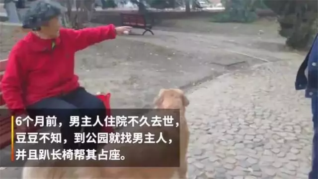 導盲犬在公園等主人歸來,卻不知爺爺早已病逝,奶奶在旁耐心陪伴
