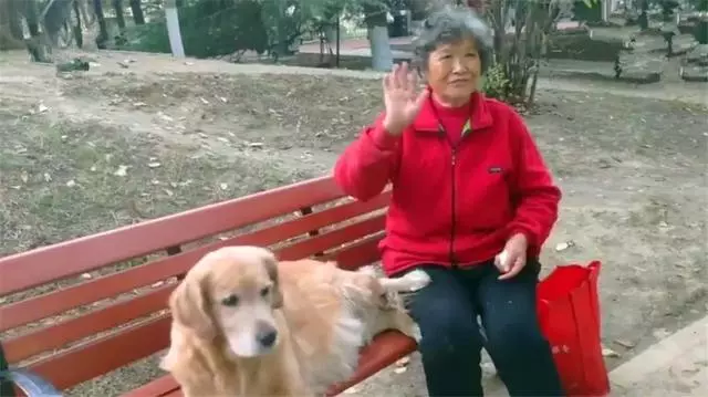 導盲犬在公園等主人歸來,卻不知爺爺早已病逝,奶奶在旁耐心陪伴