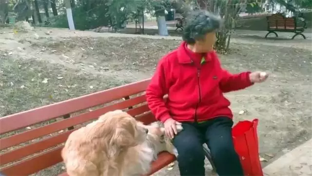 導盲犬在公園等主人歸來,卻不知爺爺早已病逝,奶奶在旁耐心陪伴