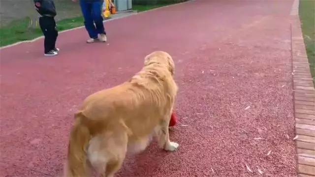 導盲犬在公園等主人歸來,卻不知爺爺早已病逝,奶奶在旁耐心陪伴