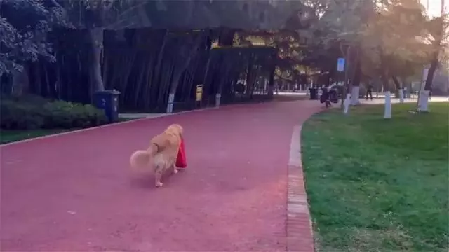 導盲犬在公園等主人歸來,卻不知爺爺早已病逝,奶奶在旁耐心陪伴