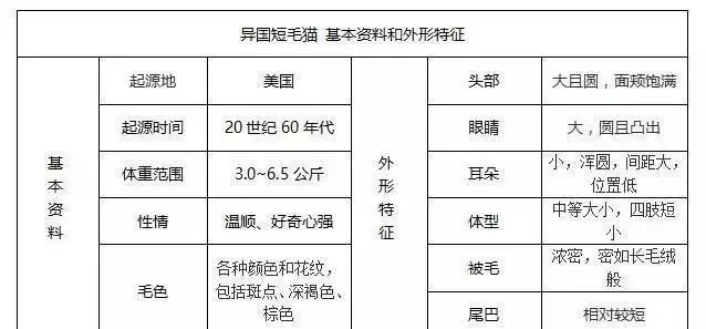 帶你認識貓的品種(一)