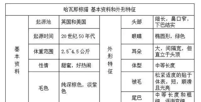 帶你認識貓的品種(一)