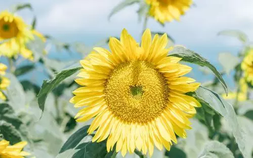 都已經是有孩子的人了,天天跟你爸媽住在租的房子裡,不丟臉嗎
