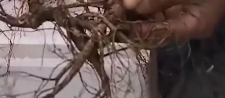 男子山里發現黑漆漆的洞,深挖之後撿到大寶貝 !