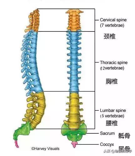 9個簡單的瑜伽體式——靈活脊柱,越活越年輕(收藏級)