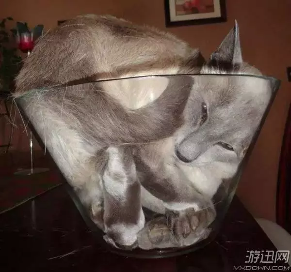 或許以為自己是液體？這些喵星人為了「變形」也是拼了