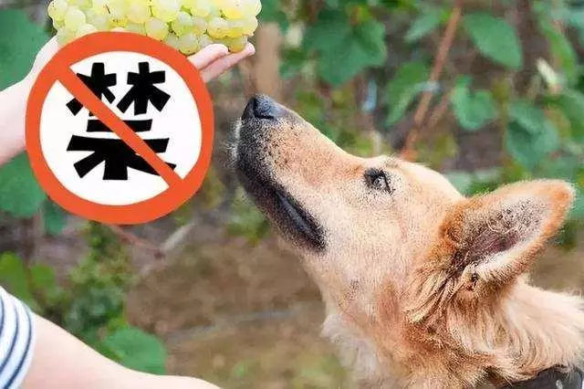 狗狗飲食也有禁忌,喂了這5種「禁忌食物」,你很可能會失去它