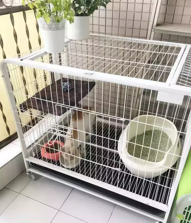 她救下一隻頭部「石」化的貓咪,兩個月後變成了這樣