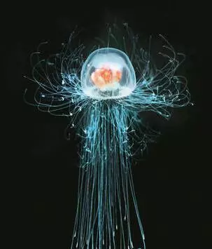 地球上現存的五大不死神獸,壽命能活幾百年