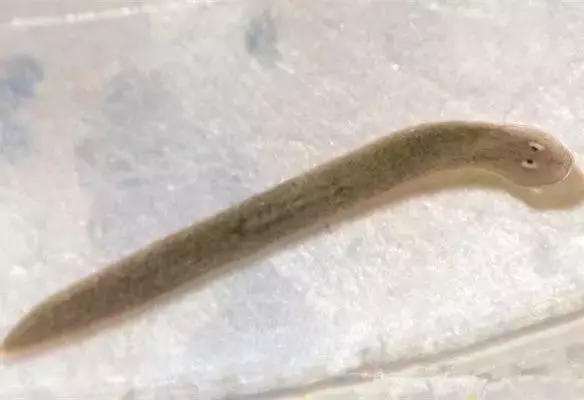 地球上現存的五大不死神獸,壽命能活幾百年