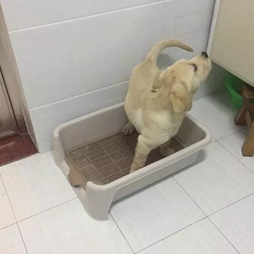 狗狗的一些壞毛病,都是在主人不經意間養成的,卻被當成了賣萌