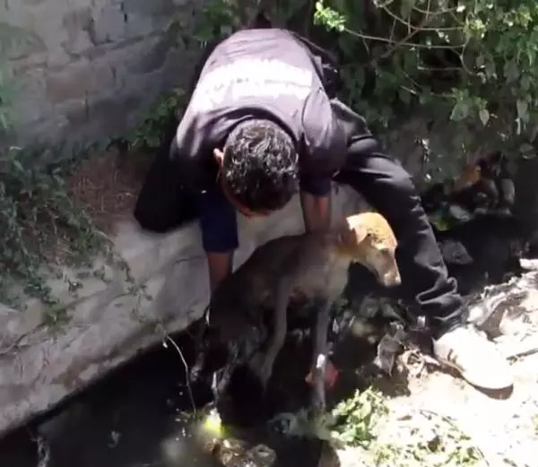 狗狗餓暈在臭水溝里,他們伸出援助之手,結局很暖心