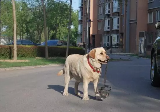 忠心狗知道主人懷孕後,每天自己叼牽繩出去遛彎,讓主人在家休息
