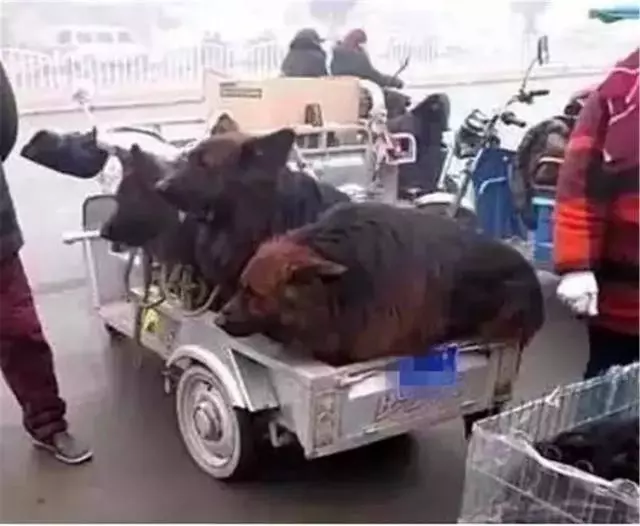 主人計劃賣掉三隻看門狼狗,狗狗趴著耳朵不敢動,像孩子一般無助