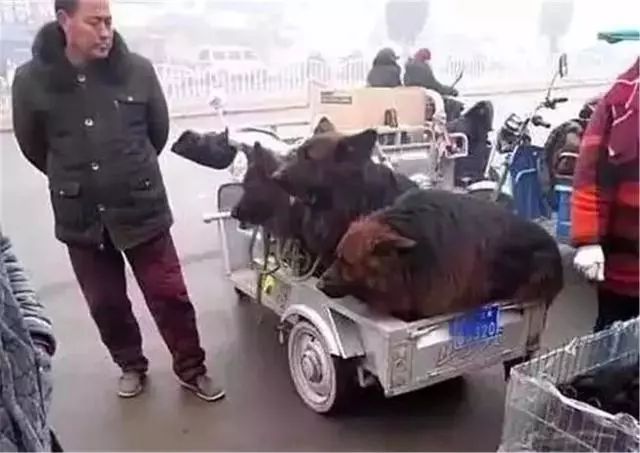 主人計劃賣掉三隻看門狼狗,狗狗趴著耳朵不敢動,像孩子一般無助