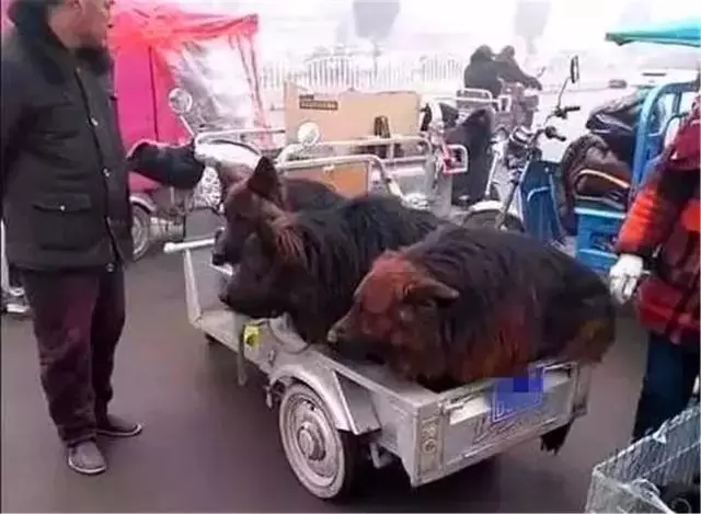 主人計劃賣掉三隻看門狼狗,狗狗趴著耳朵不敢動,像孩子一般無助