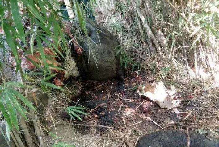 老農上山砍柴發現一坨腐肉,看清後氣的報警 !