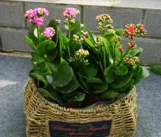 自製磷鉀肥營養豐富,養啥花卉都能開爆盆!