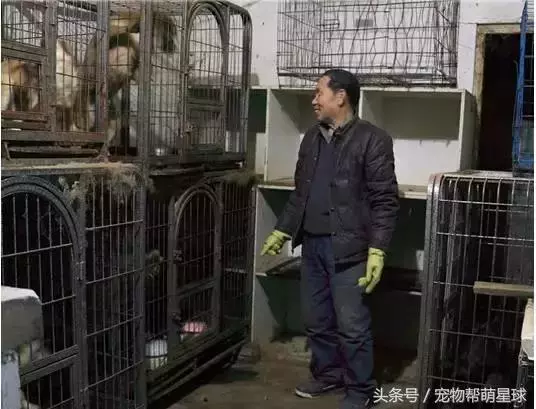 7旬孤寡老人抱著狗狗求人模樣,讓人心酸動容