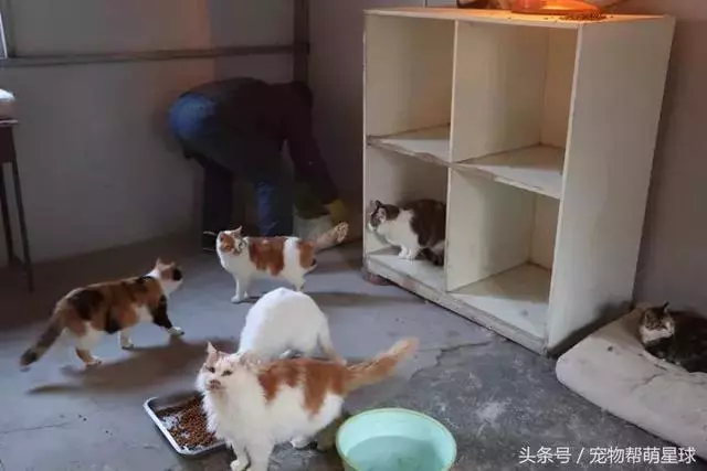 7旬孤寡老人抱著狗狗求人模樣,讓人心酸動容