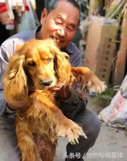 7旬孤寡老人抱著狗狗求人模樣,讓人心酸動容