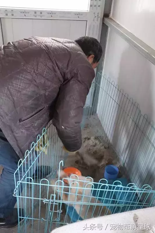 7旬孤寡老人抱著狗狗求人模樣,讓人心酸動容