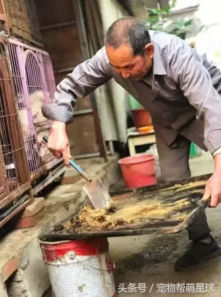 7旬孤寡老人抱著狗狗求人模樣,讓人心酸動容