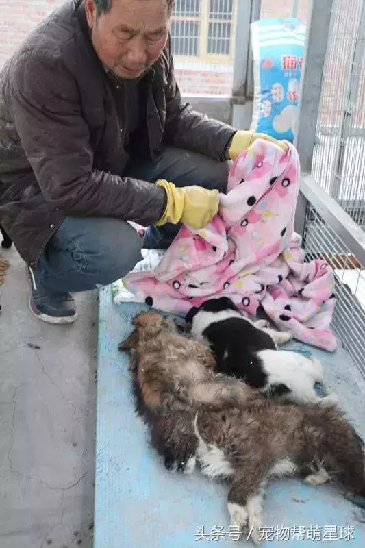 7旬孤寡老人抱著狗狗求人模樣,讓人心酸動容