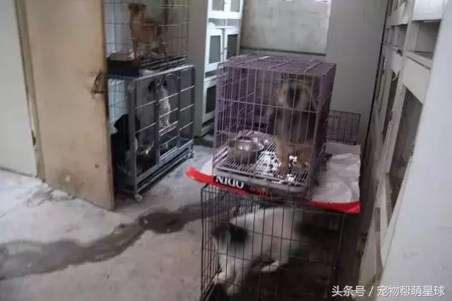 7旬孤寡老人抱著狗狗求人模樣,讓人心酸動容