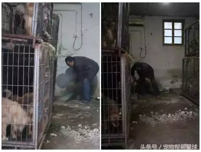 7旬孤寡老人抱著狗狗求人模樣,讓人心酸動容