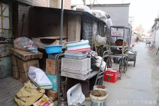 7旬孤寡老人抱著狗狗求人模樣,讓人心酸動容