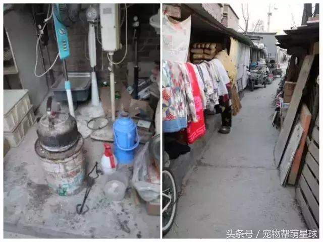 7旬孤寡老人抱著狗狗求人模樣,讓人心酸動容
