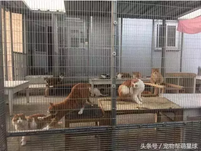 7旬孤寡老人抱著狗狗求人模樣,讓人心酸動容