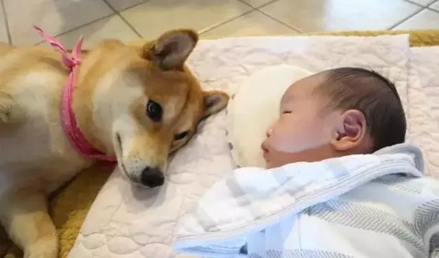 鏟屎官把寶寶留在家裡,柴犬帶著狸花貓守一旁,彼此大眼瞪小眼