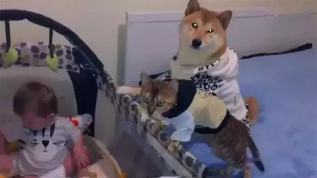 鏟屎官把寶寶留在家裡,柴犬帶著狸花貓守一旁,彼此大眼瞪小眼