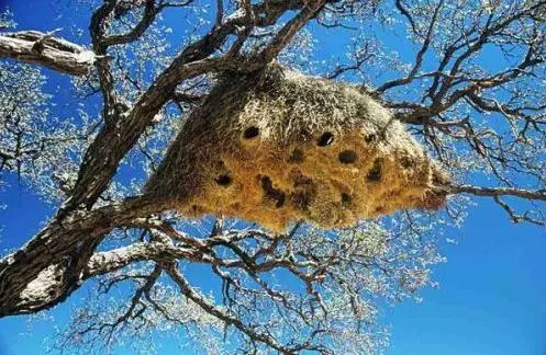 鳥類中的」建築大師「它們製作的鳥巢可以說是」巧奪天工「
