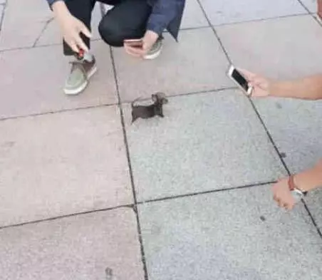 女子出門逛街,看到腳下一隻「老鼠」,蹲下看清後,真是大開眼界 !