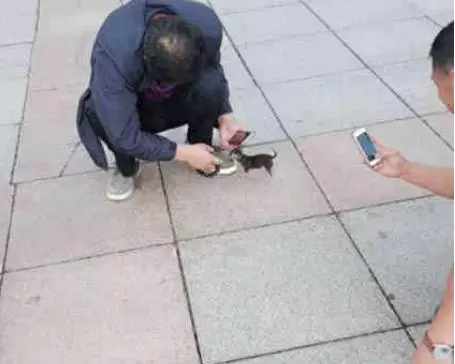 女子出門逛街,看到腳下一隻「老鼠」,蹲下看清後,真是大開眼界 !