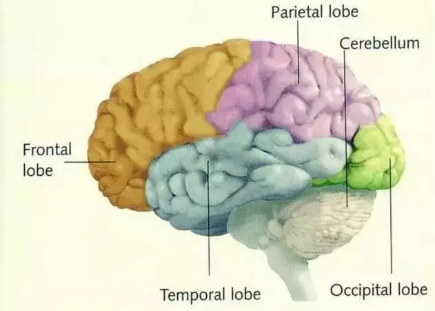 洪蘭教授:開發孩子大腦最高效的三個方式:運動、閱讀和遊戲!