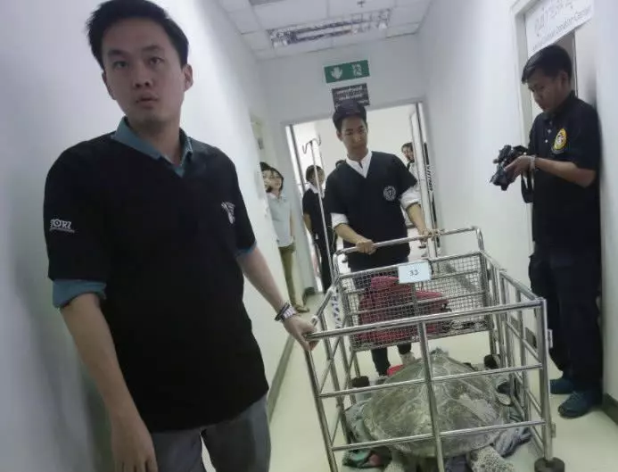 遊客發現烏龜不對勁,送到醫院檢查,醫生看著機器不敢相信!