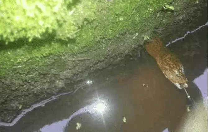 小伙子撈到30歲生物, 商人出價6萬, 他卻拒賣 !!