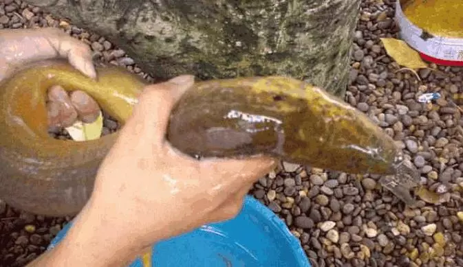 小伙子撈到30歲生物, 商人出價6萬, 他卻拒賣 !!