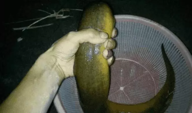 小伙子撈到30歲生物, 商人出價6萬, 他卻拒賣 !!
