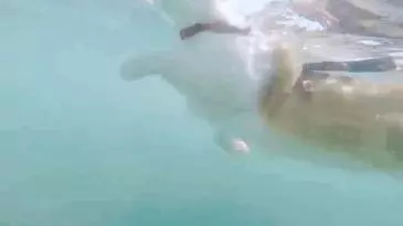 它雖然是只單眼貓,卻熱愛在夏威夷衝浪遊泳!可愛影片已迷倒大批粉絲啦~