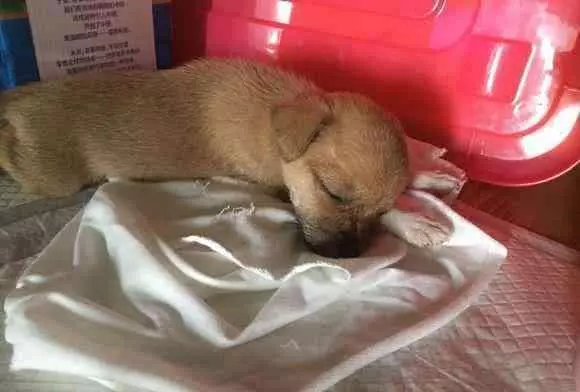 這隻被人遺棄的流浪狗,不相信有人會來收養自己,令人心酸