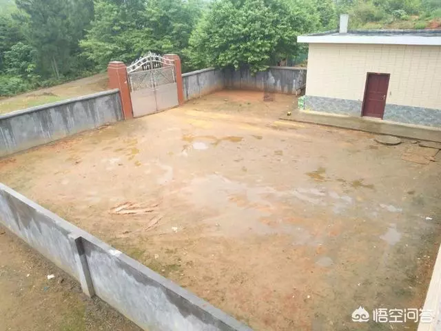 如果你有一個農家小院,你會在院子裡種什麼菜?