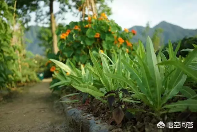如果你有一個農家小院,你會在院子裡種什麼菜?