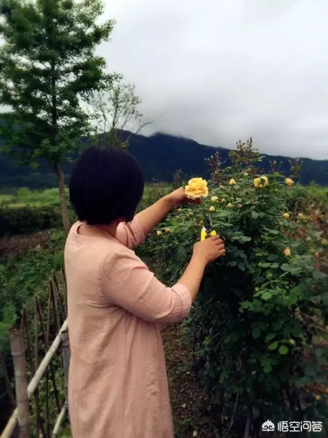 如果你有一個農家小院,你會在院子裡種什麼菜?