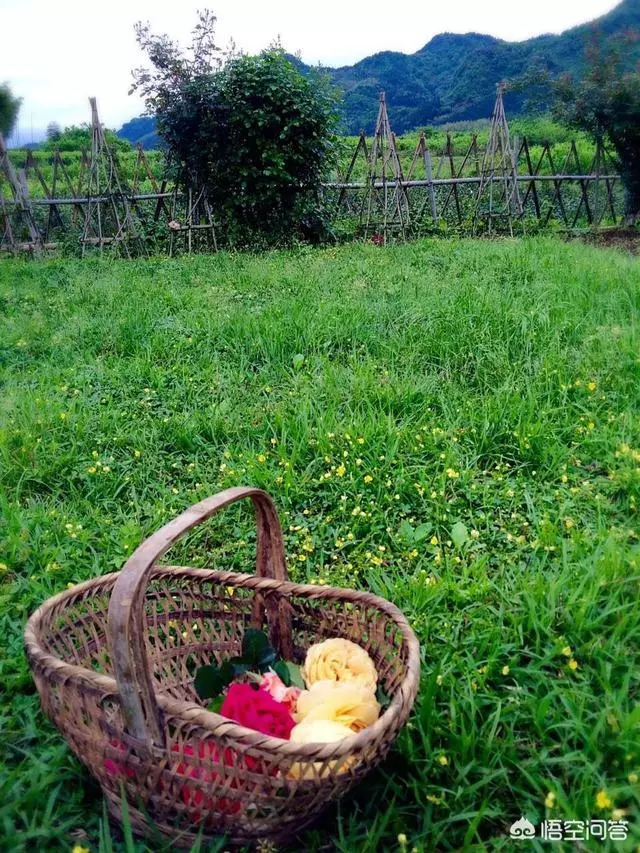 如果你有一個農家小院,你會在院子裡種什麼菜?